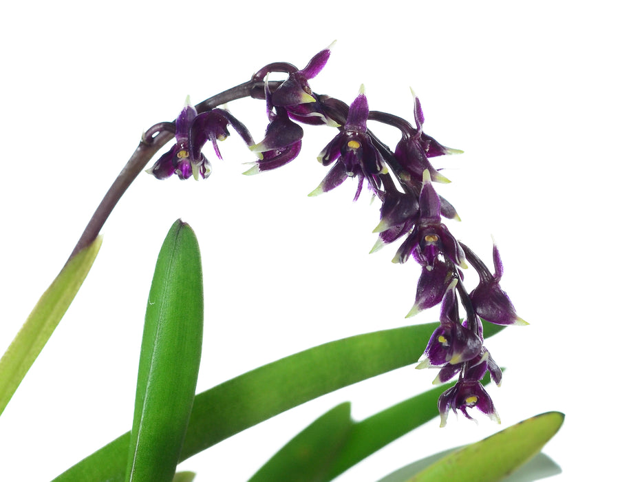 Epidendrum coryophorum