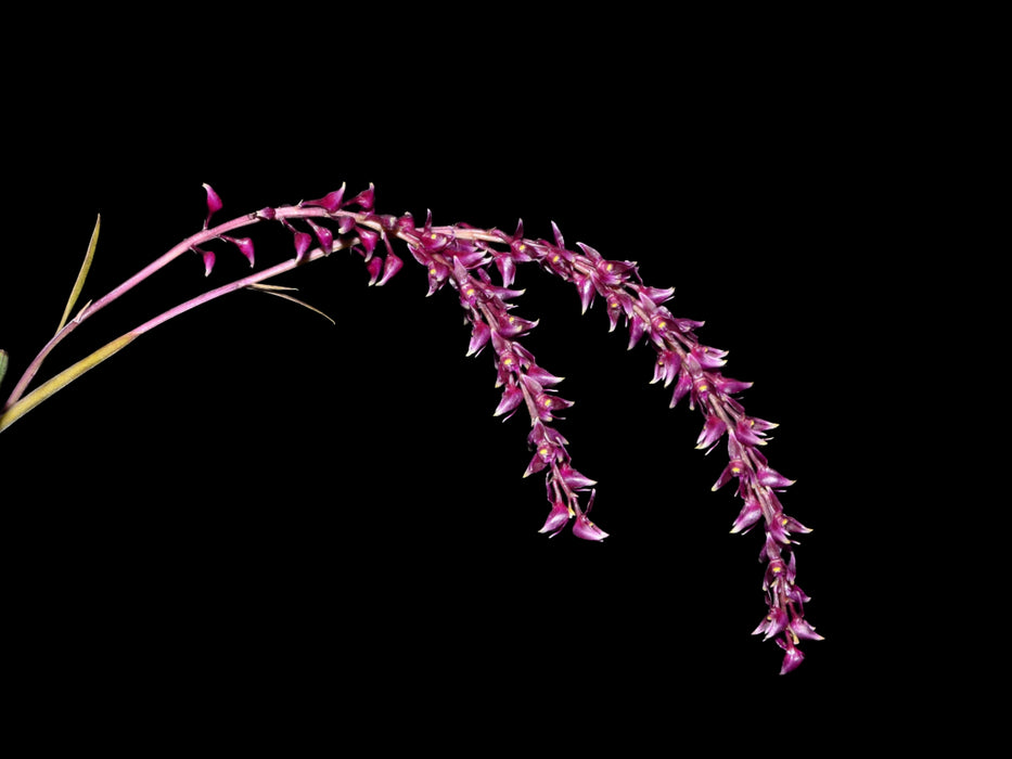 Epidendrum coryophorum