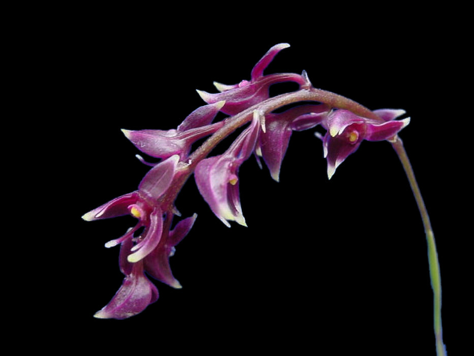 Epidendrum coryophorum