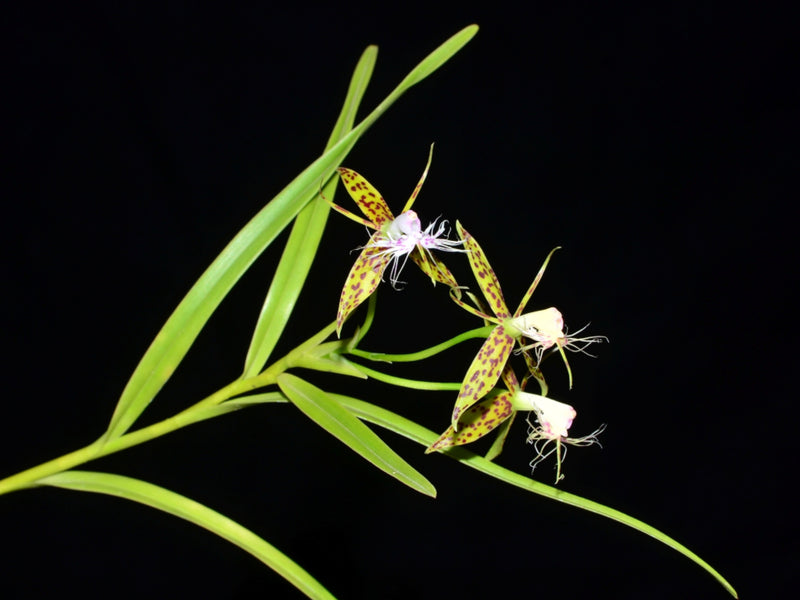 Epidendrum criniferum