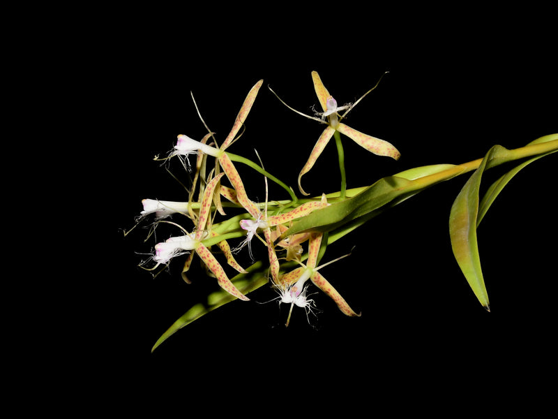 Epidendrum criniferum