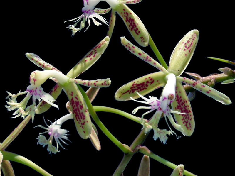 Epidendrum cristatum