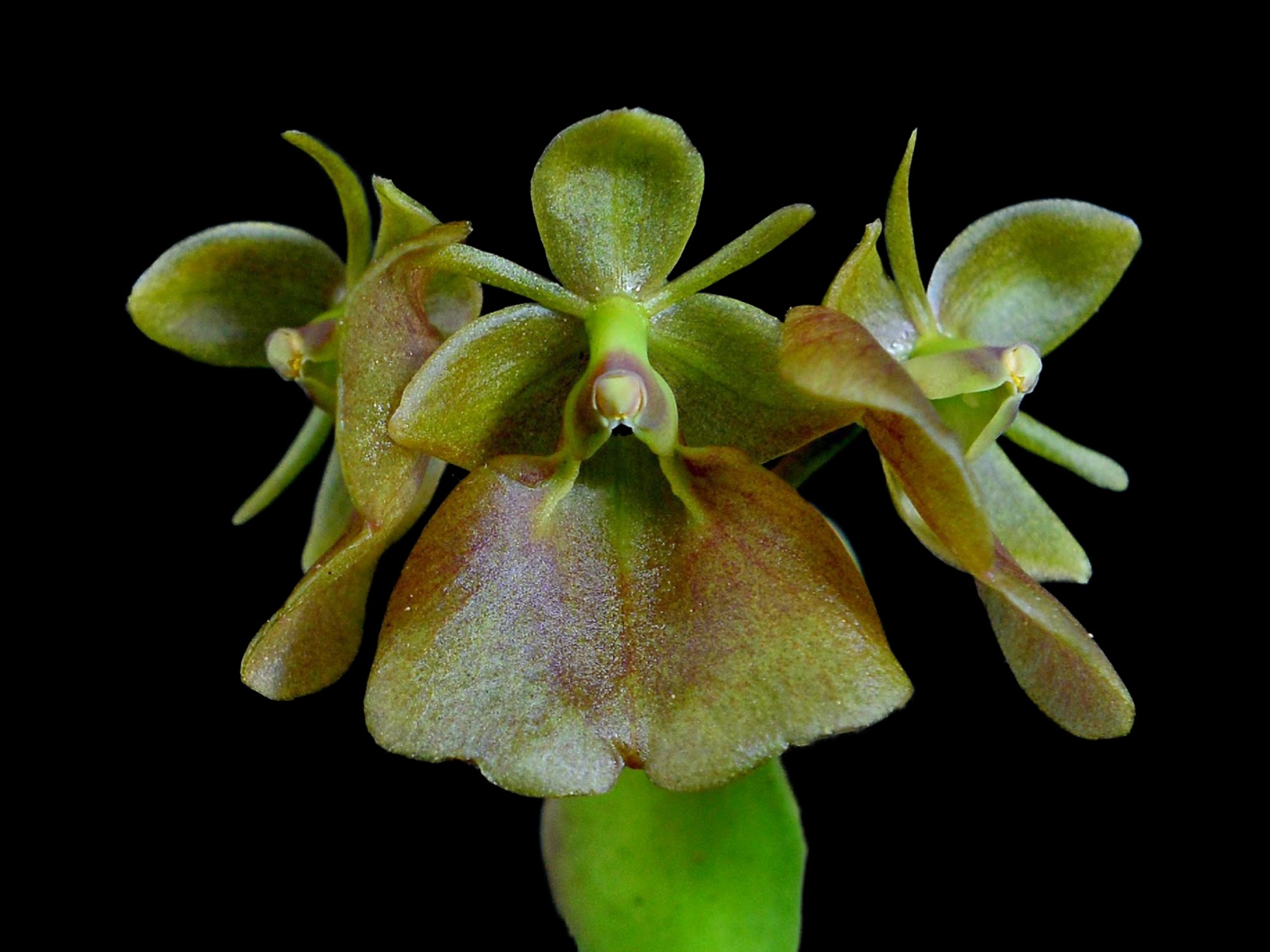Epidendrum cupreum