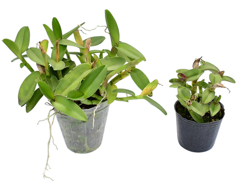 Epidendrum cupreum (Big)