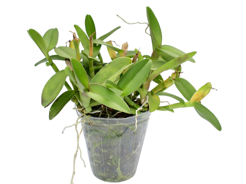 Epidendrum cupreum (Big)