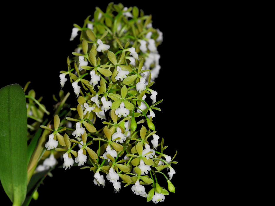 Epidendrum densiflorum