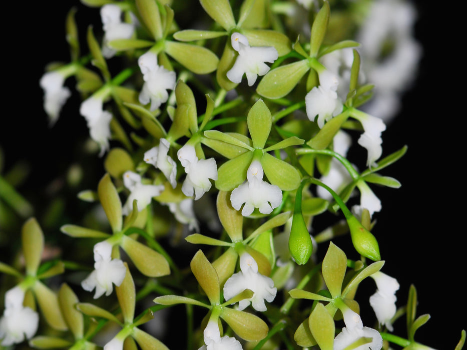 Epidendrum densiflorum