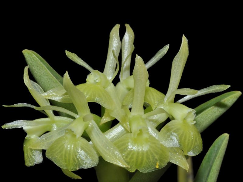 Epidendrum difforme
