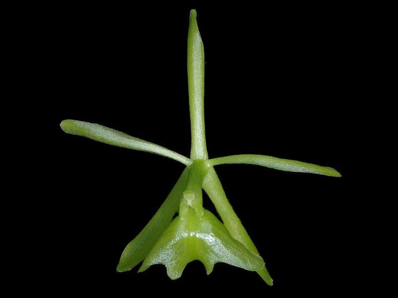 Epidendrum difforme