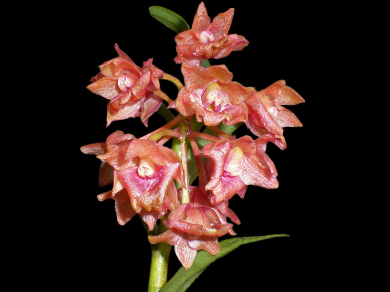 Epidendrum dolichorhachis