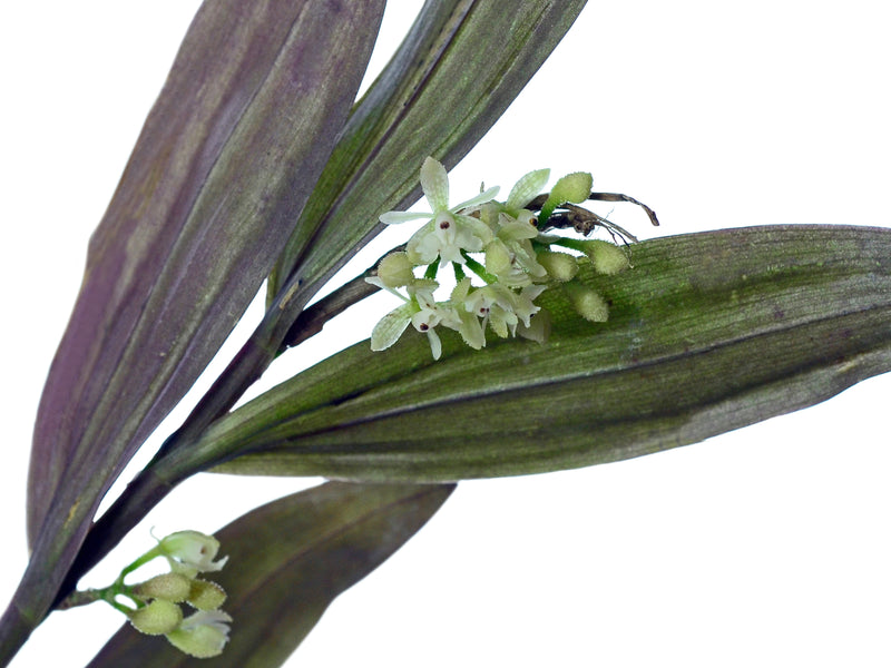 Epidendrum echinatum