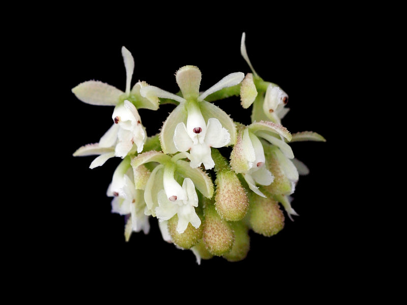 Epidendrum echinatum