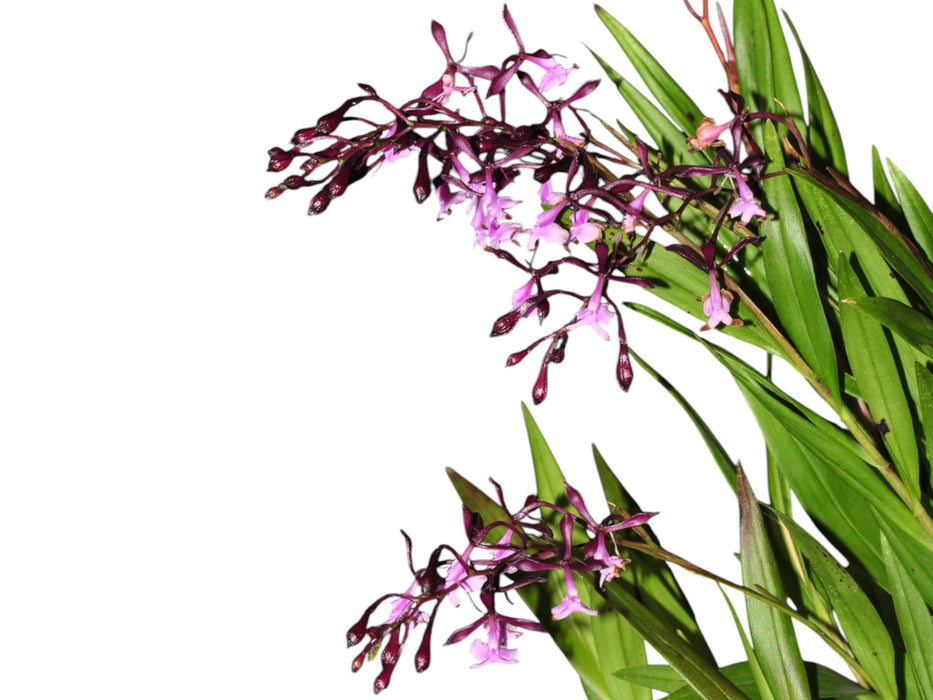 Epidendrum englerianum