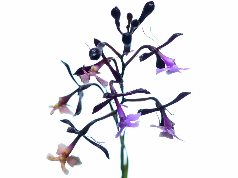 Epidendrum englerianum