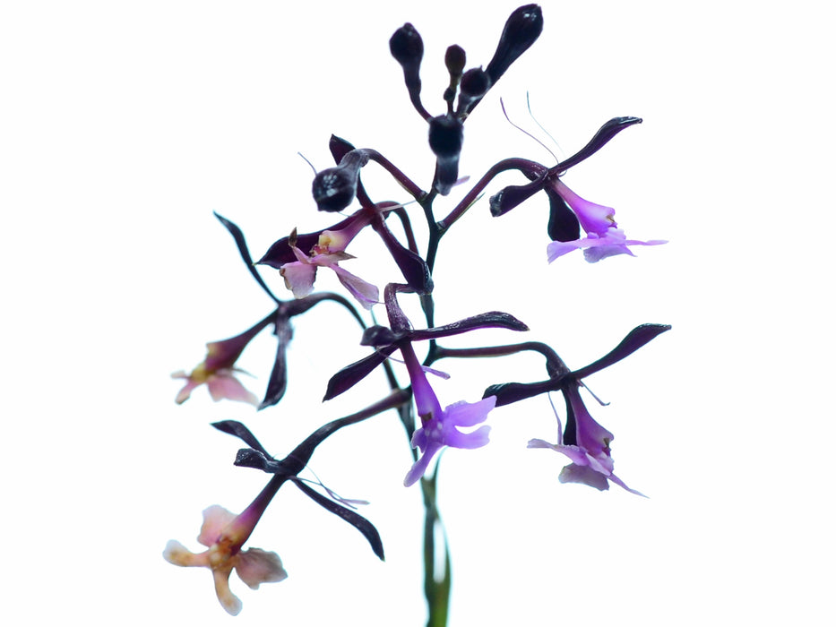 Epidendrum englerianum