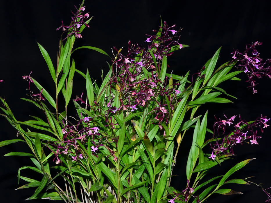 Epidendrum englerianum