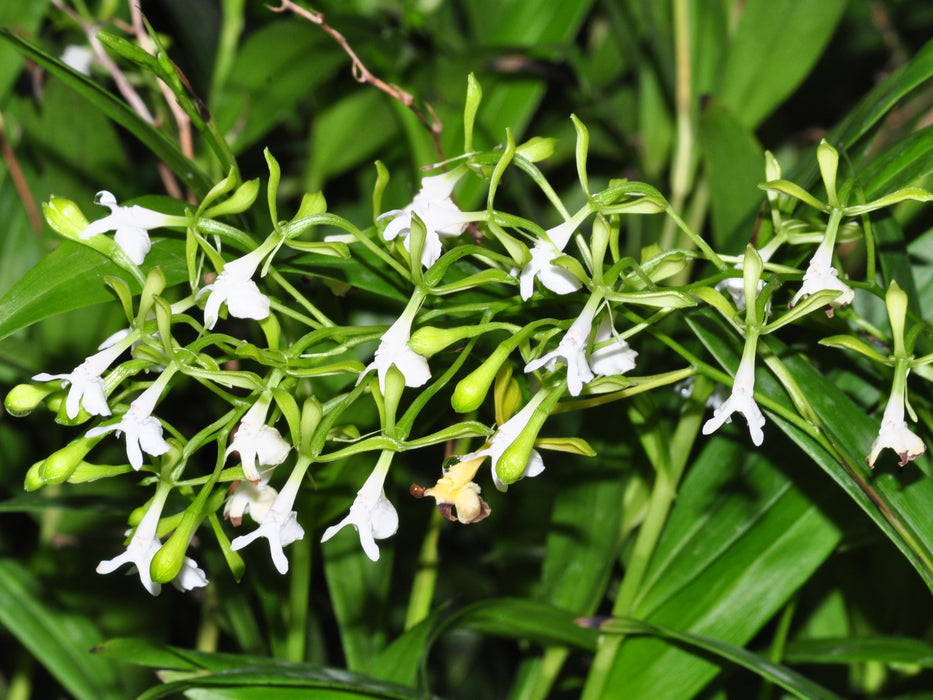 Epidendrum englerioides