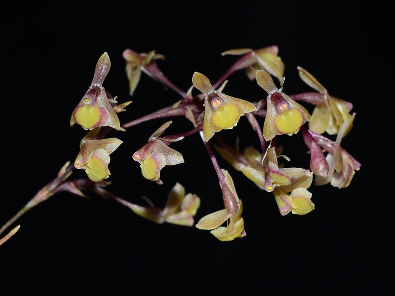 Epidendrum erica-moroniae