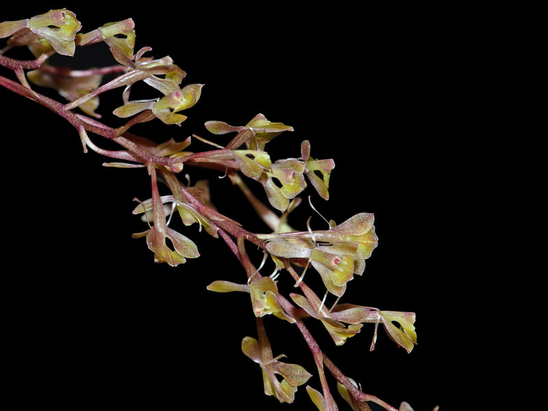 Epidendrum erica-moroniae