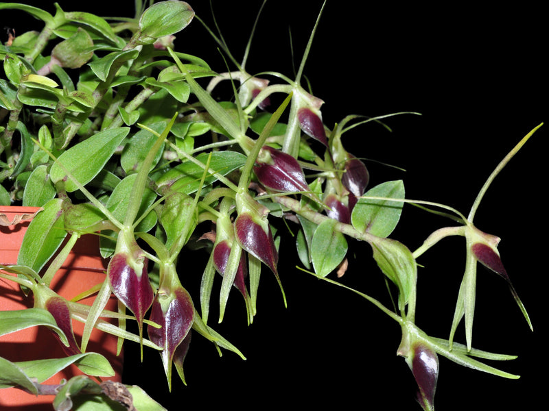 Epidendrum escobarianum
