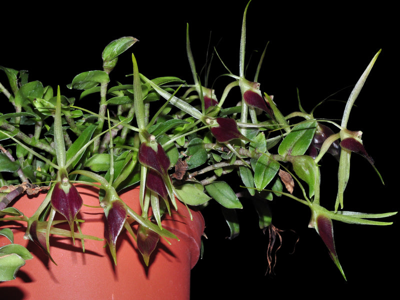 Epidendrum escobarianum