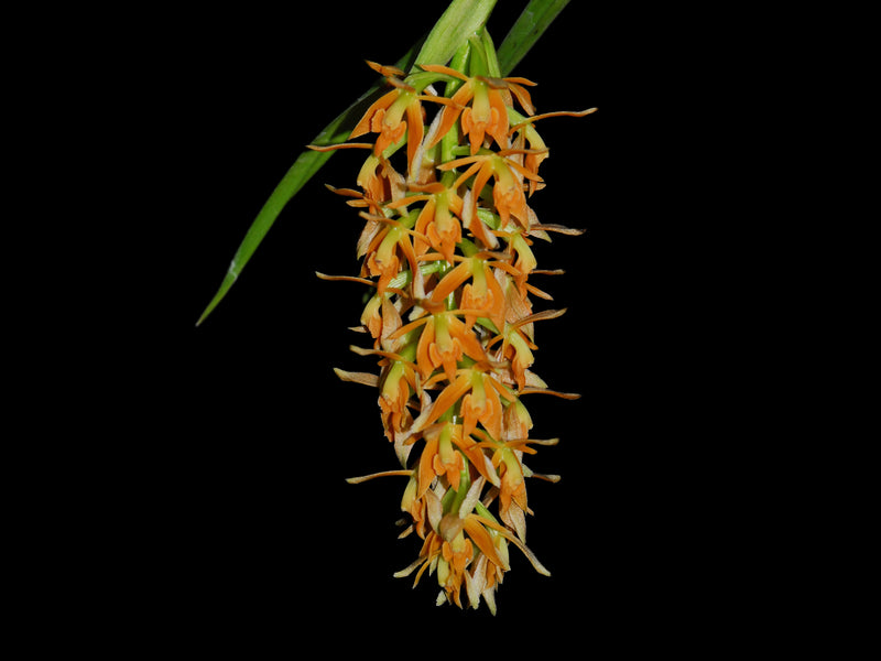 Epidendrum ferrugineum