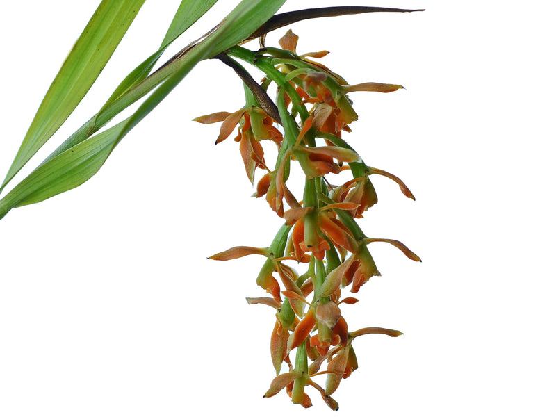Epidendrum ferrugineum