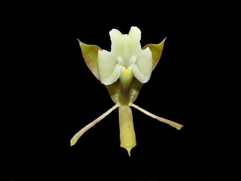 Epidendrum freireanum