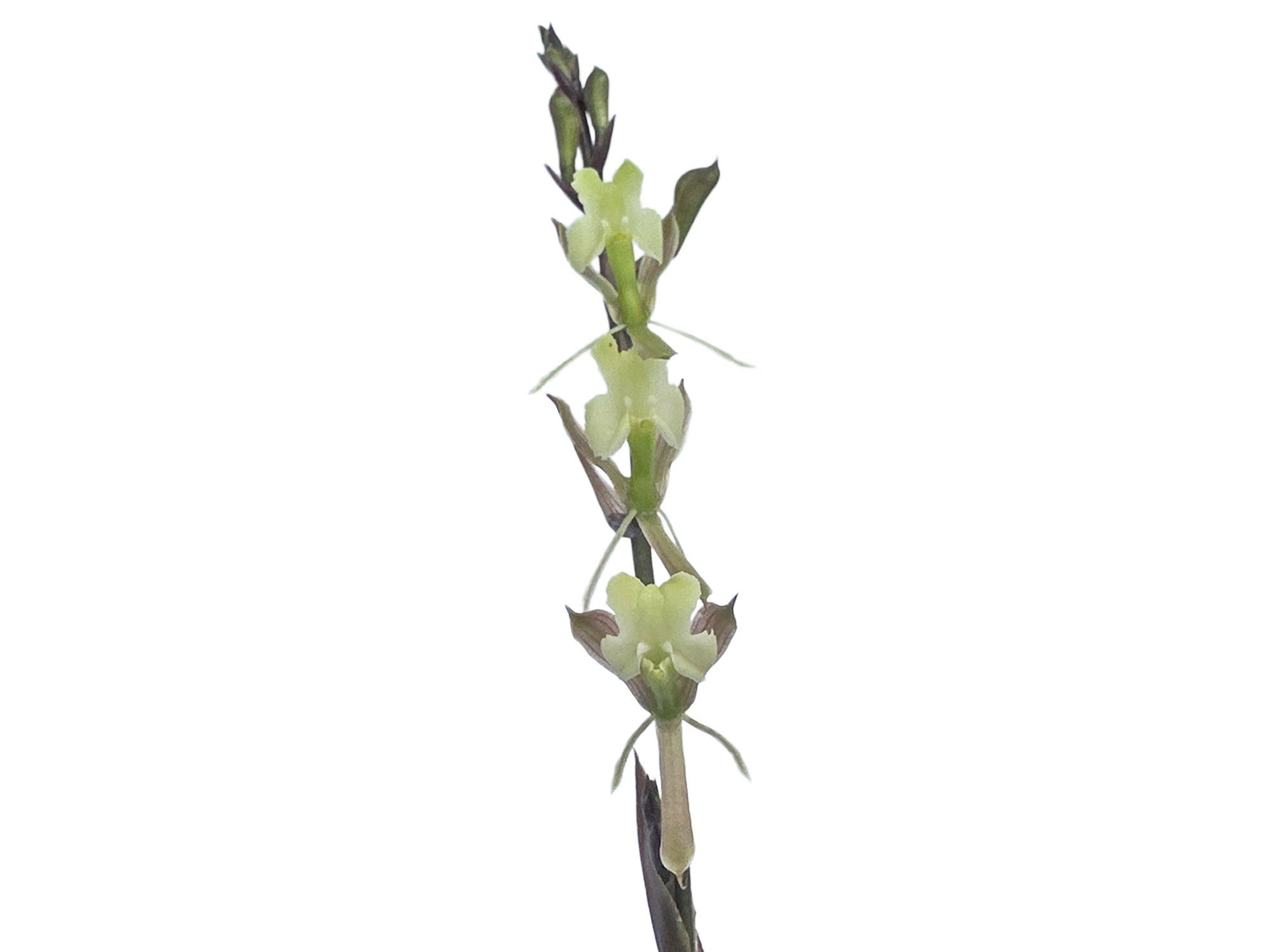 Epidendrum fruticosum