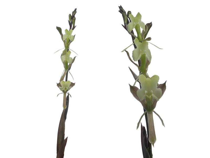 Epidendrum fruticosum