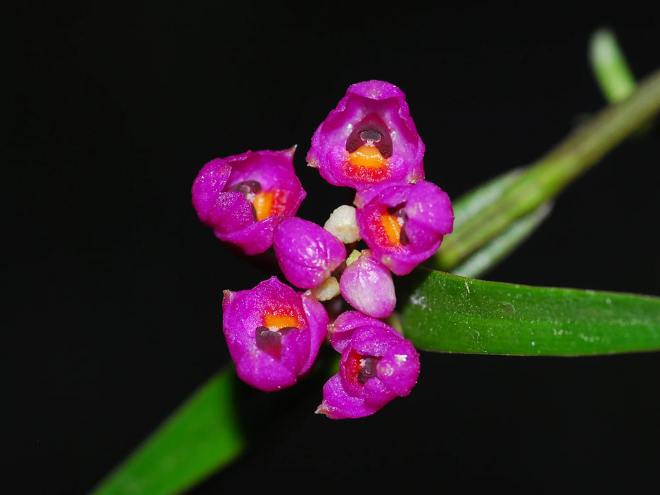 Epidendrum gastropodium