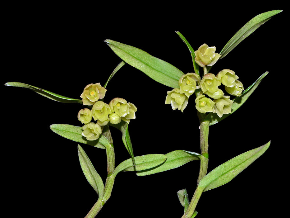 Epidendrum globiflorum