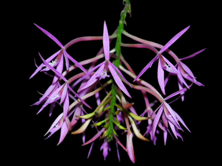 Epidendrum glossaspis