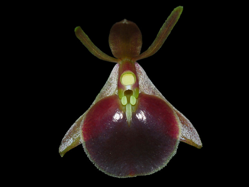 Epidendrum gnomoides