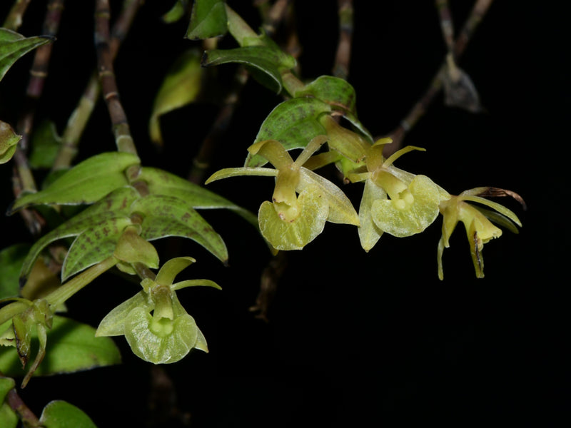 Epidendrum gnomoides