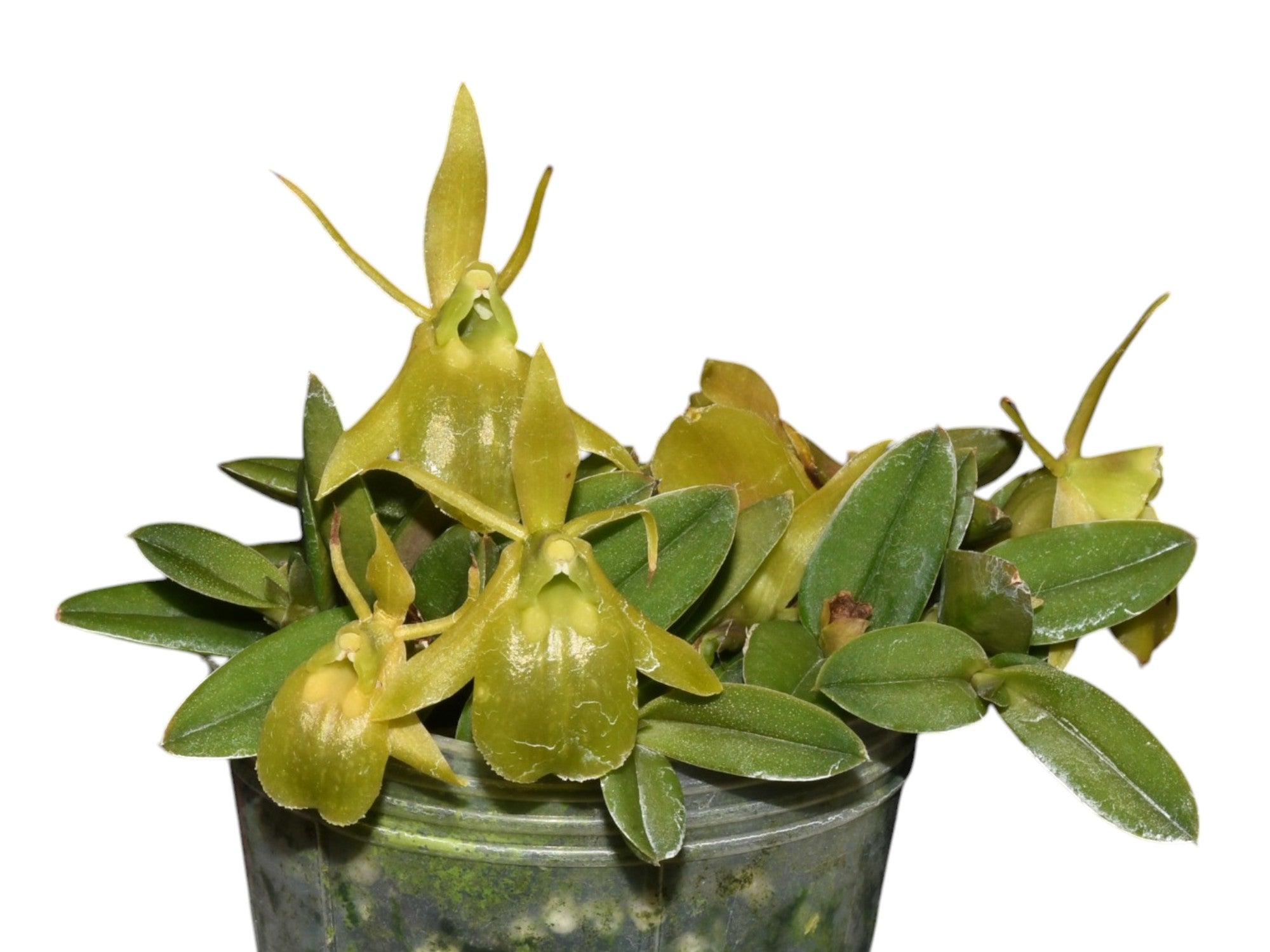 Epidendrum gnomus