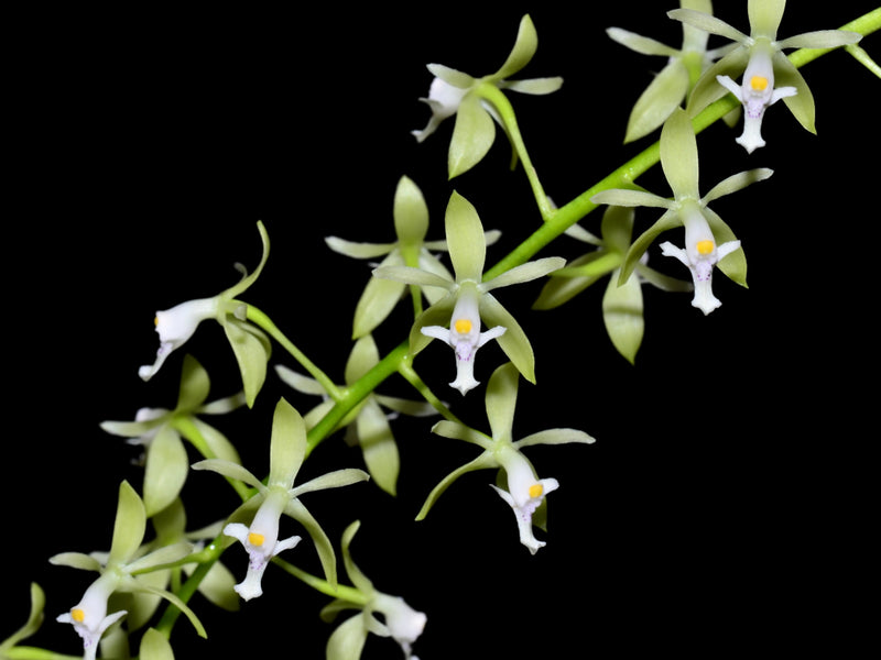 Epidendrum heterobracteatum