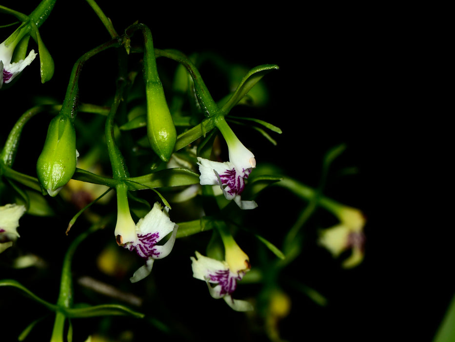 Epidendrum hirtzipaniculatum