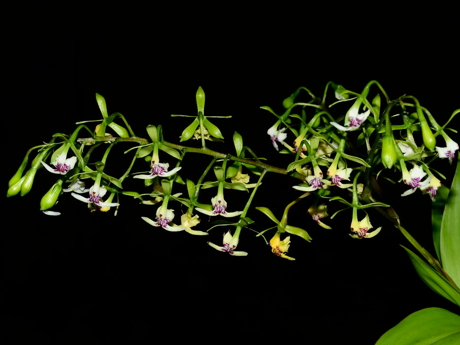 Epidendrum hirtzipaniculatum