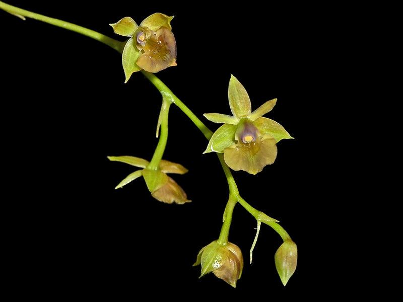 Epidendrum homeieri