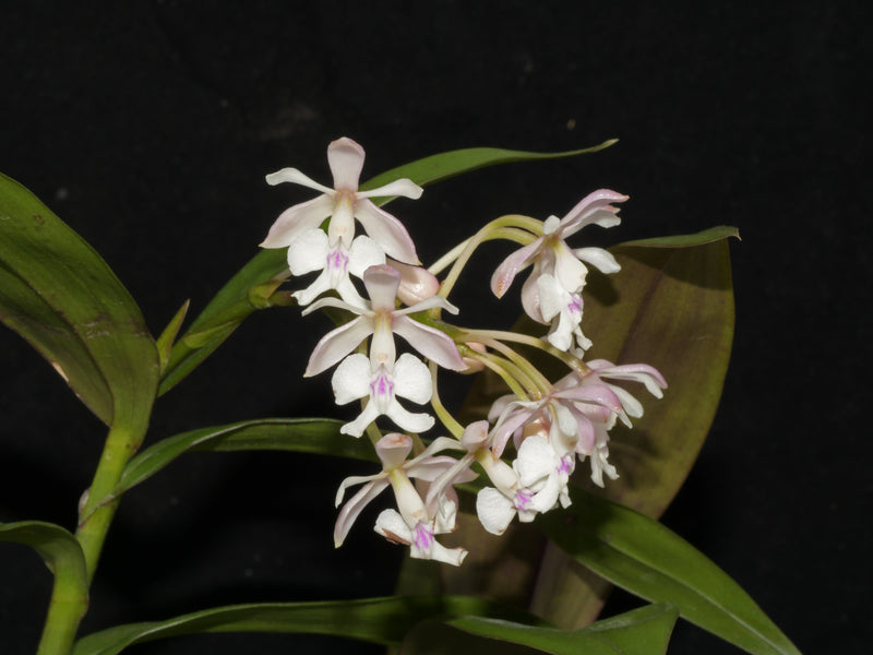 Epidendrum hugomedinae x Epidendrum Eric Hagsater