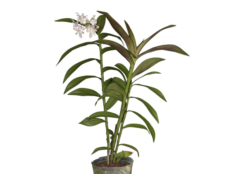 Epidendrum hugomedinae x Epidendrum Eric Hagsater