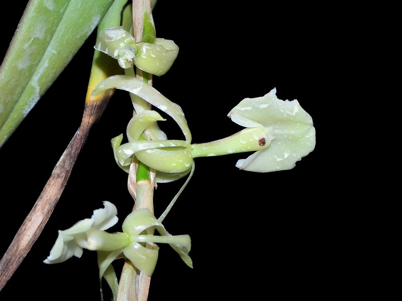 Epidendrum hymenodes