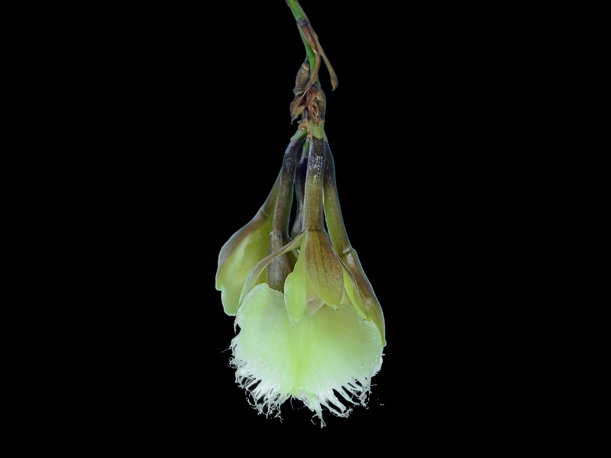 Epidendrum ilense