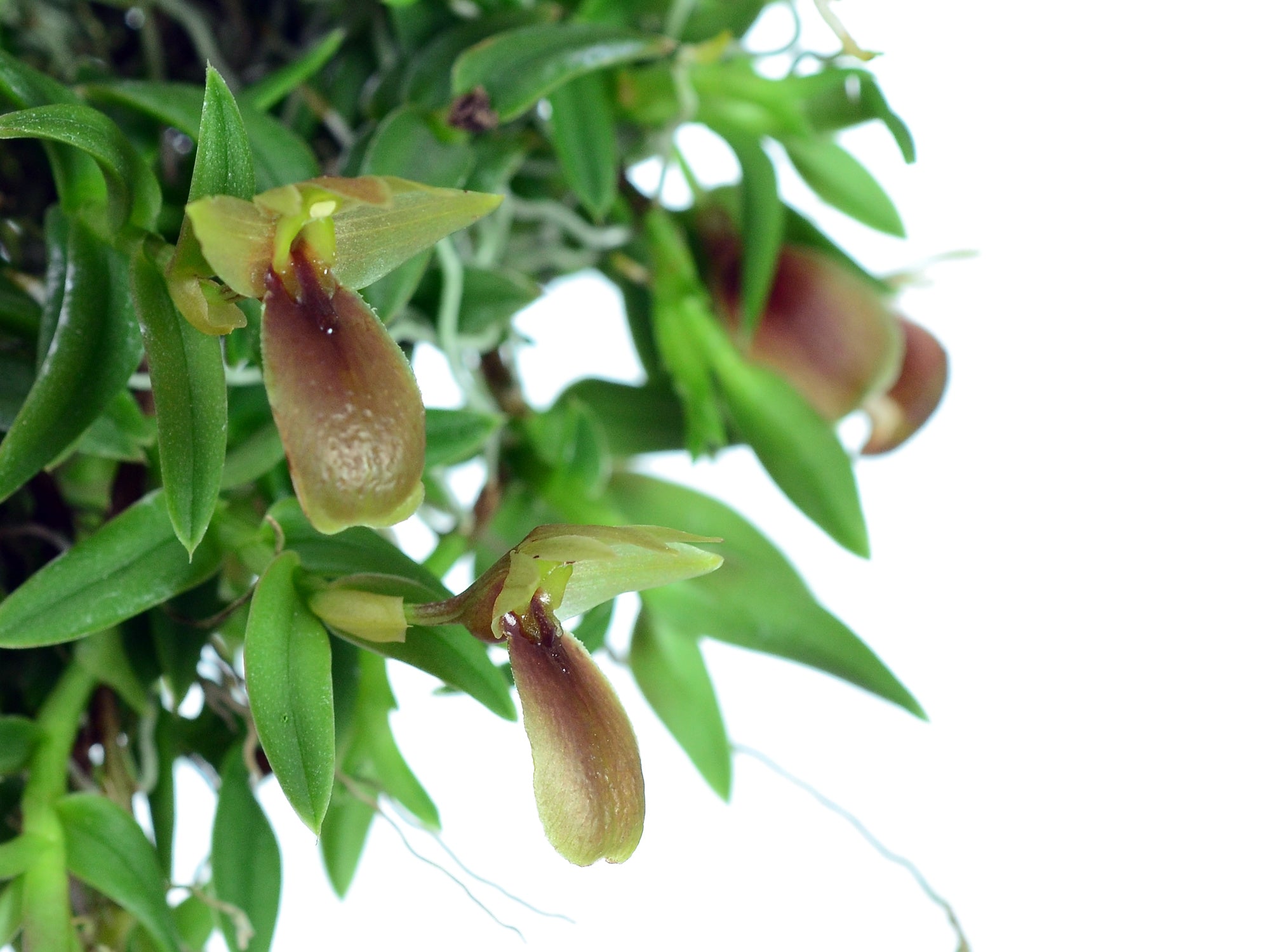 Epidendrum ivan-portillae