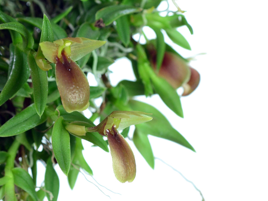 Epidendrum ivanportillae