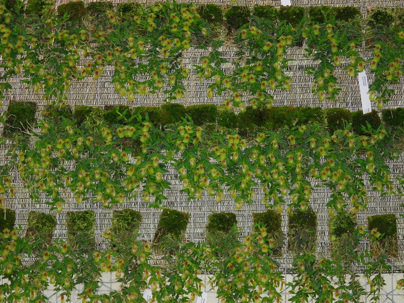 Epidendrum ivan-portillae