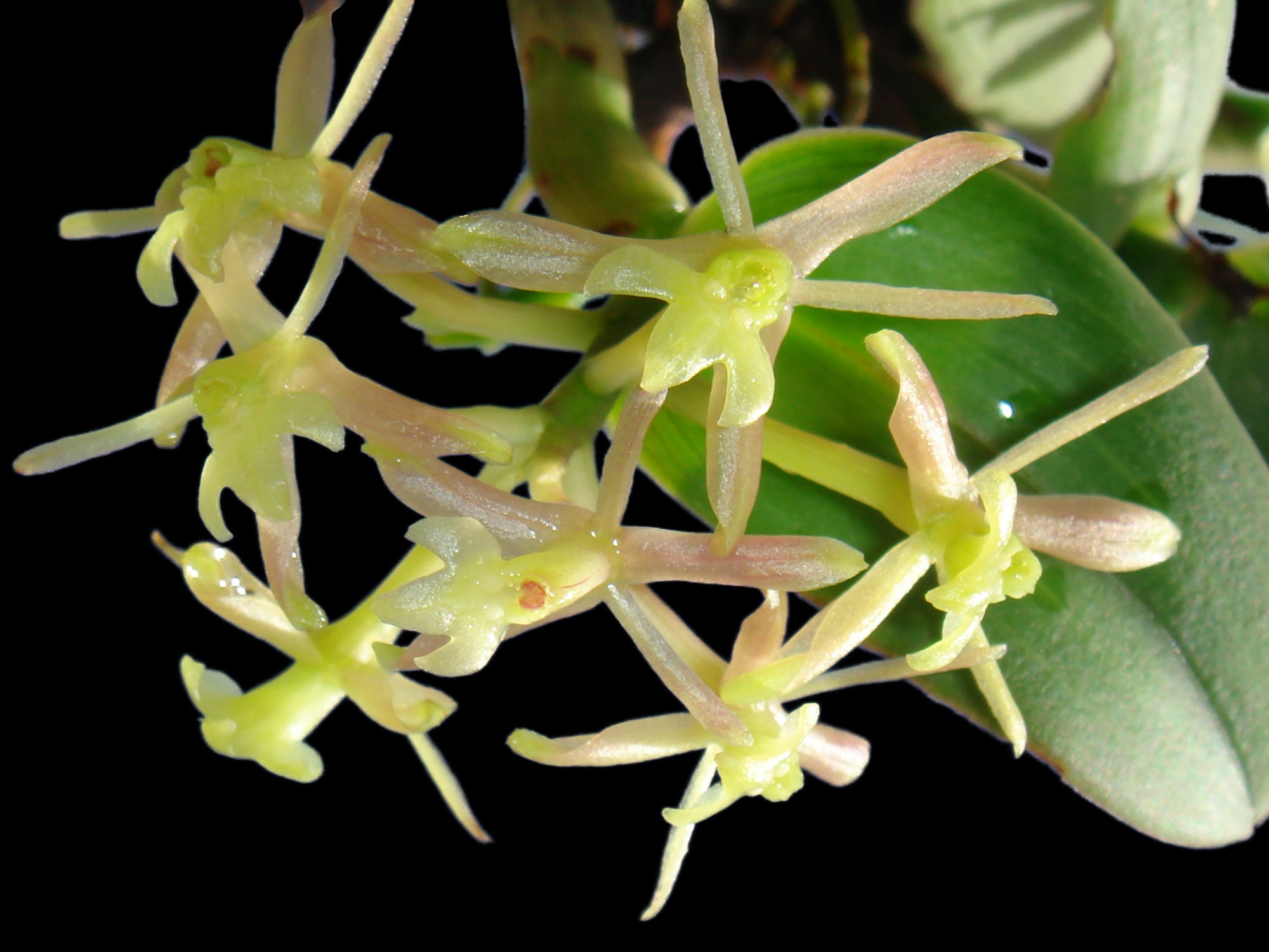 Epidendrum jajense