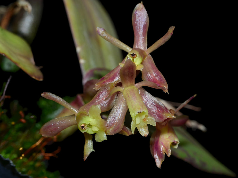 Epidendrum jajense