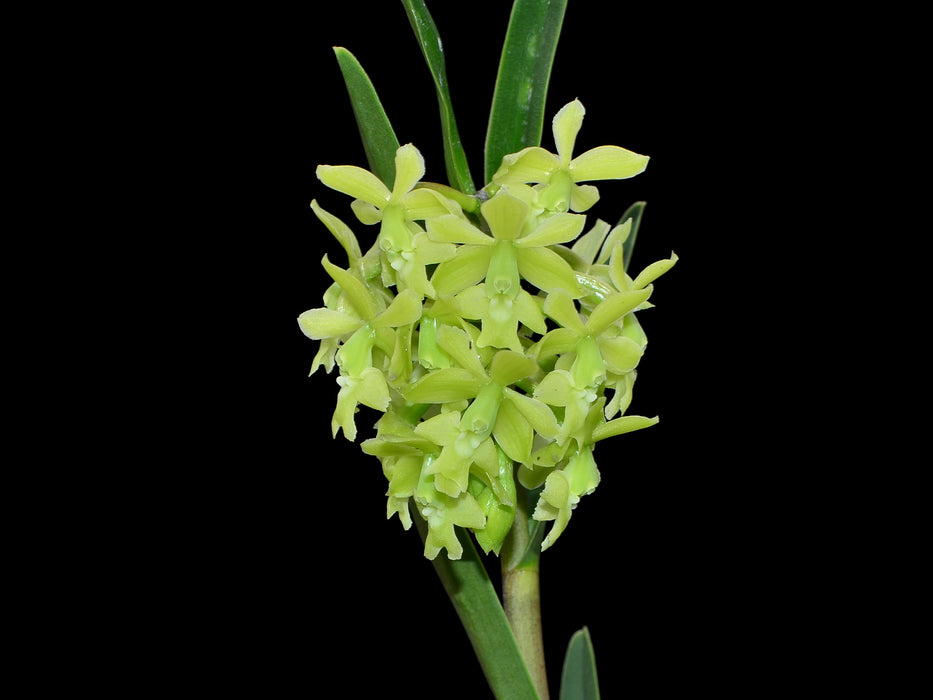 Epidendrum jaramilloae